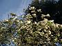 Cornus nutallii